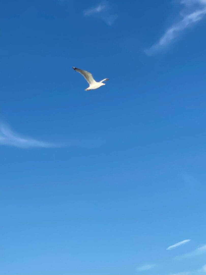 A seagull flying in a blue sky.